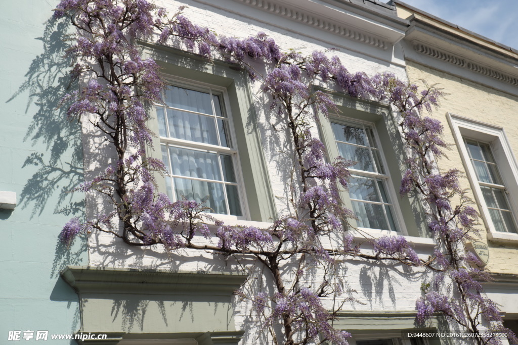 爬藤紫藤花图片
