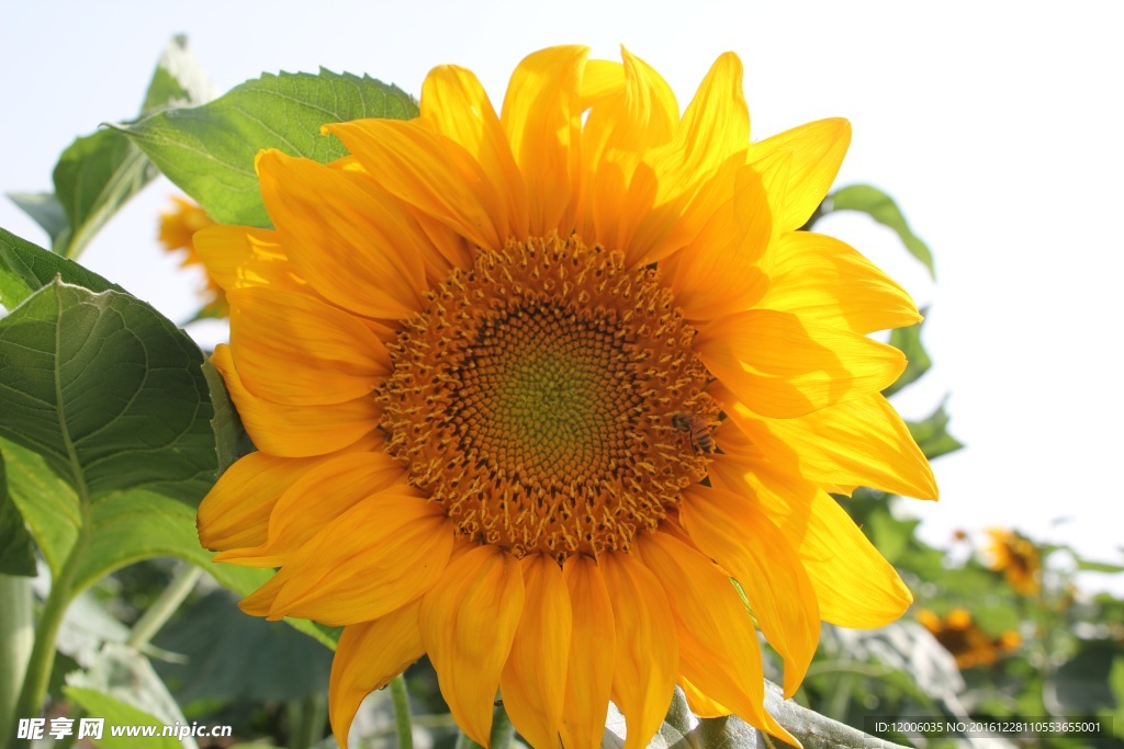 花园里的向日葵