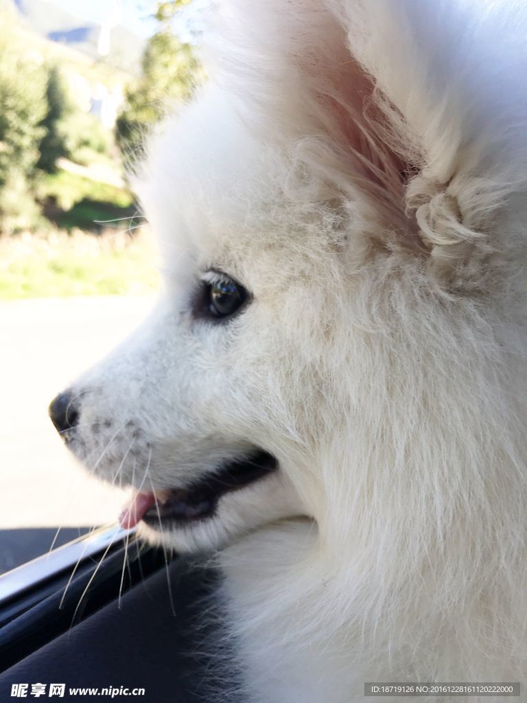 宠物狗萨摩耶侧面动物