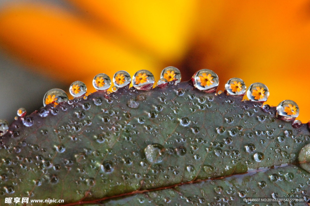 树叶露珠摄影图片