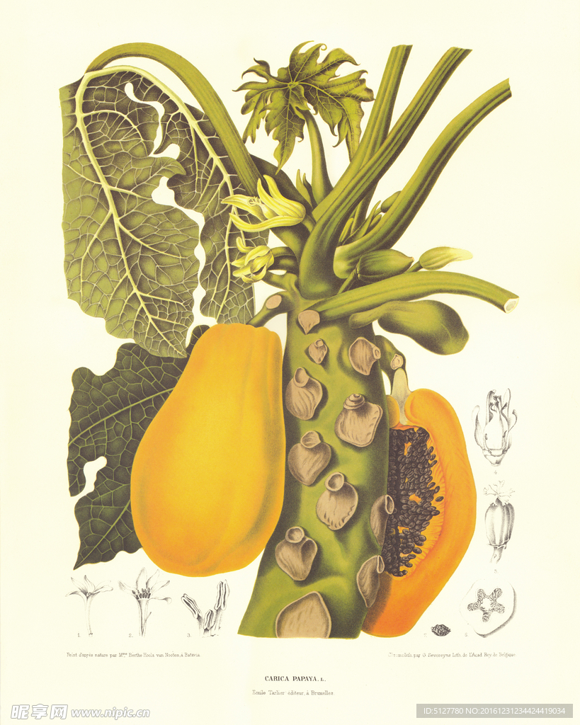 复古果子绿叶 装饰画图片  国