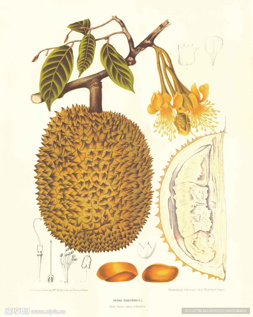 复古榴莲绿叶装饰画图片素材下载