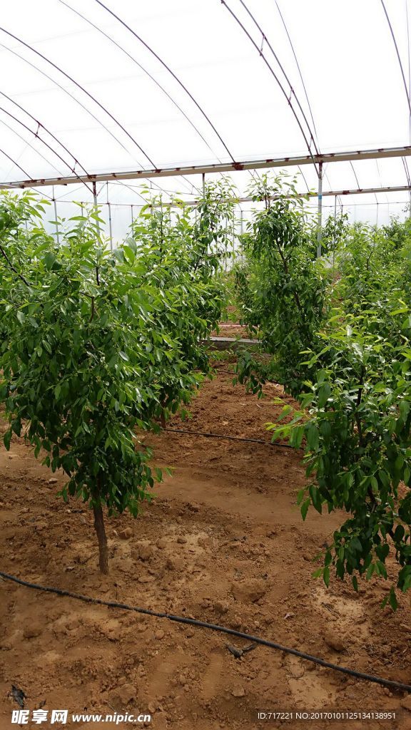 大棚农家种植枣树