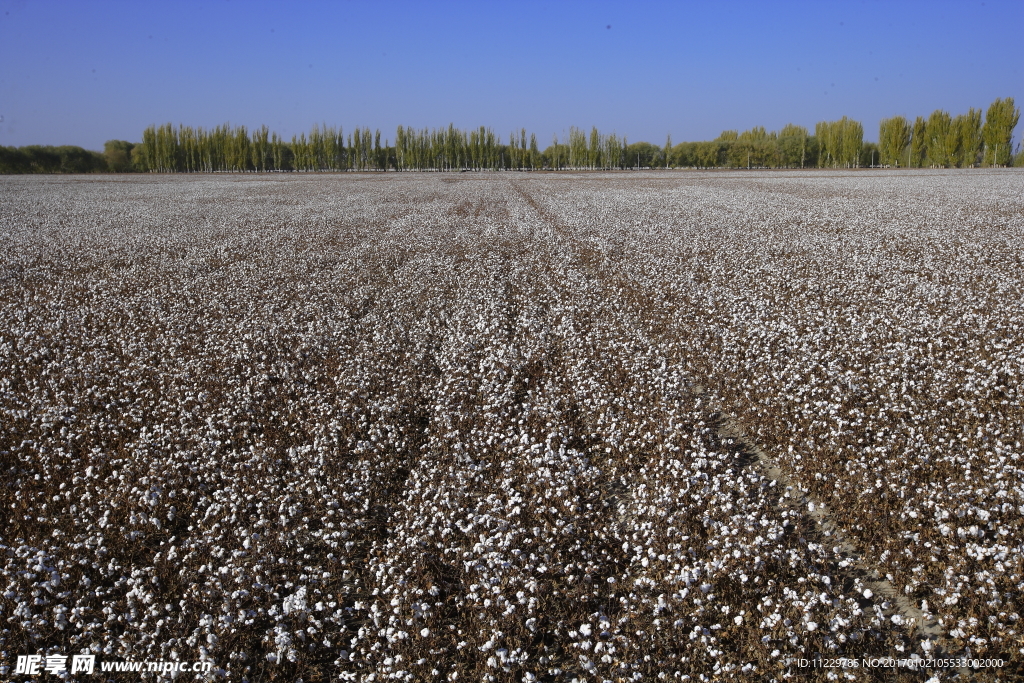 棉田