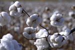 棉花