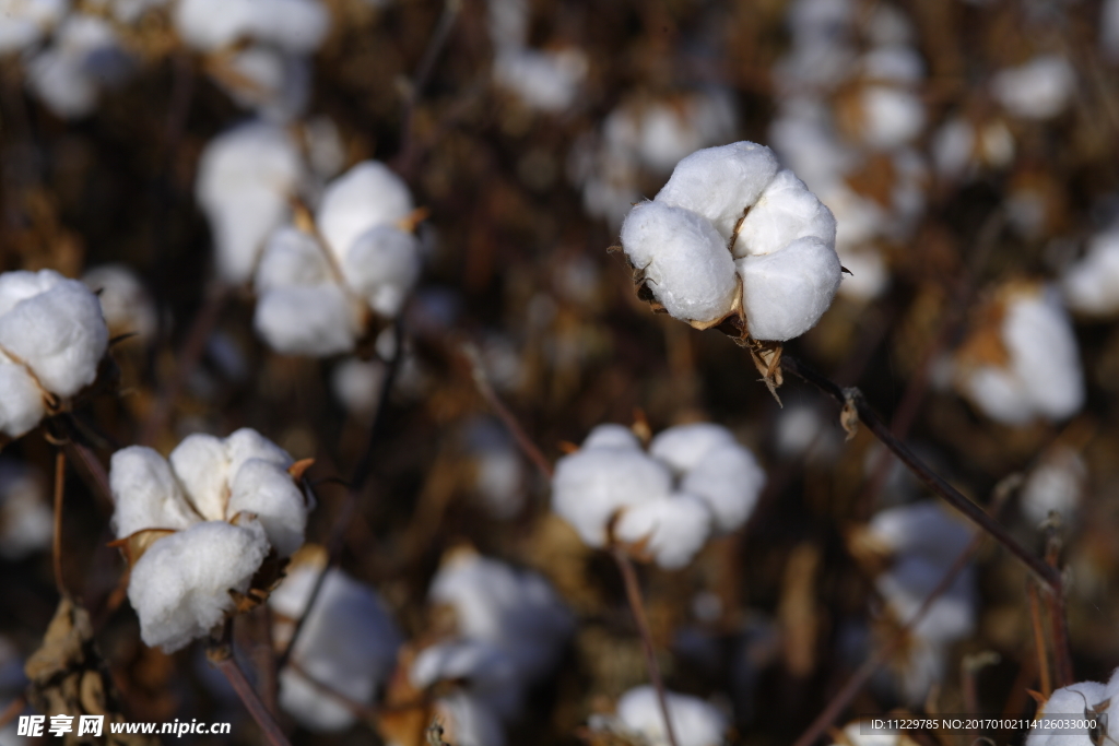 棉花