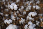 棉花