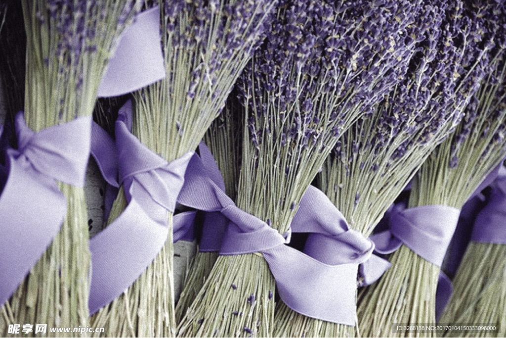 薰衣草   鲜花  紫色