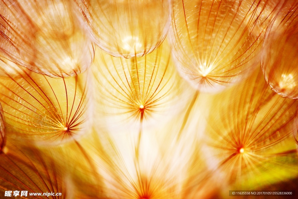 美丽的蒲公英植物特写高清图片