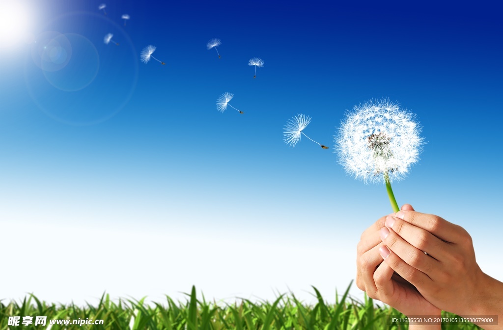 美丽的蒲公英植物特写高清图片