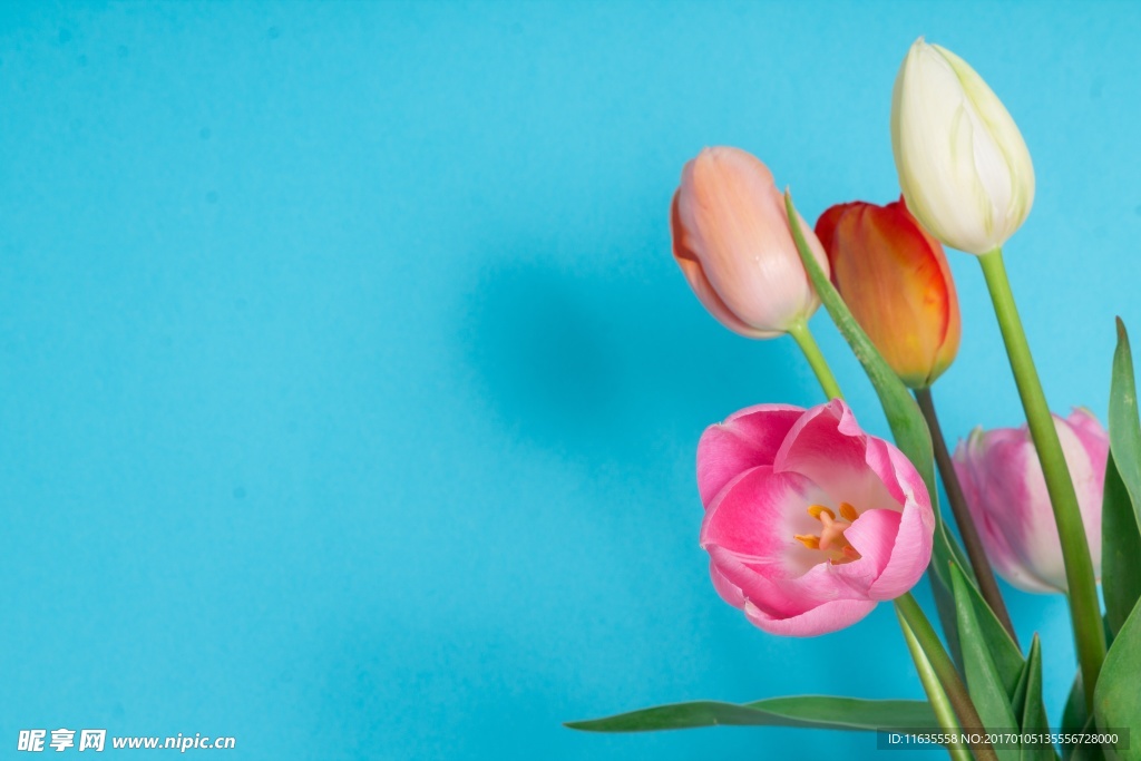 郁金香高清摄影图片