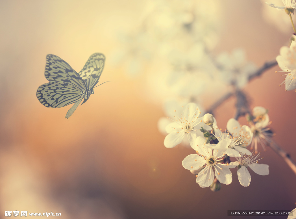 唯美鲜花高清摄影图片