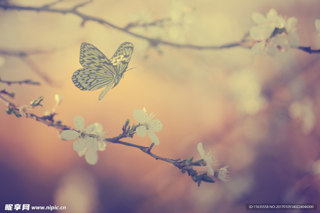 唯美鲜花高清摄影图片