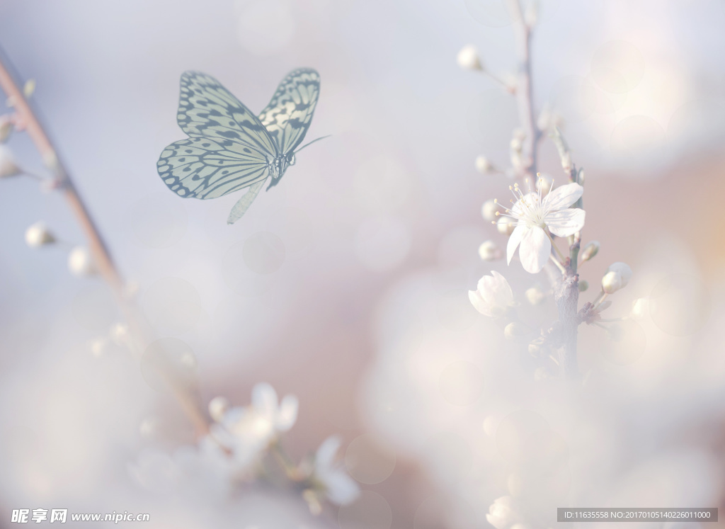 唯美鲜花高清摄影图片