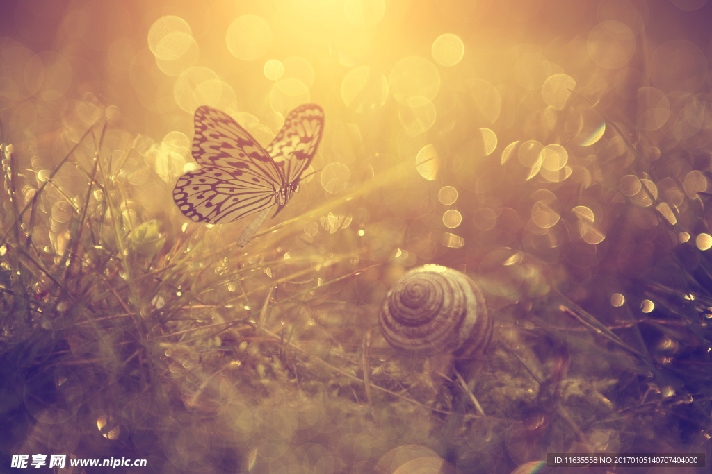 唯美鲜花高清摄影图片