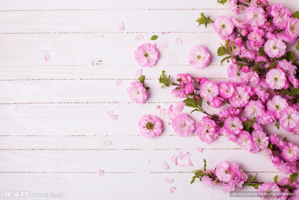 唯美鲜花高清摄影图片