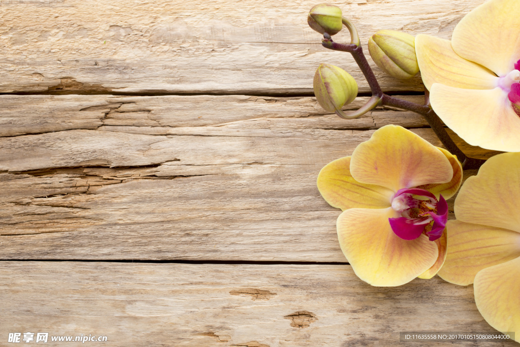 唯美鲜花高清摄影图片