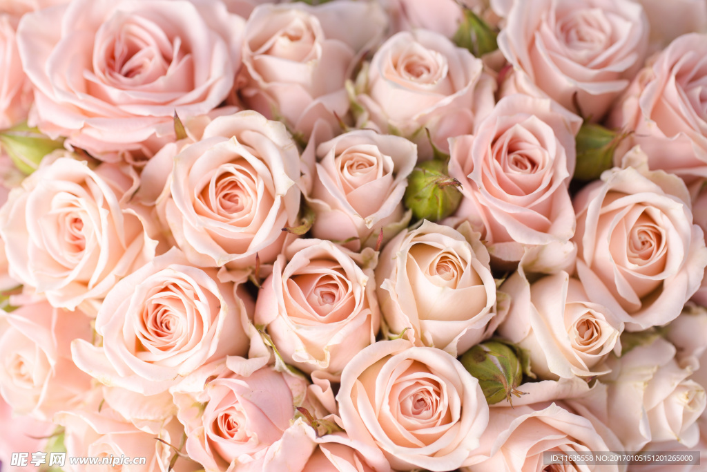 浪漫的玫瑰花高清图片