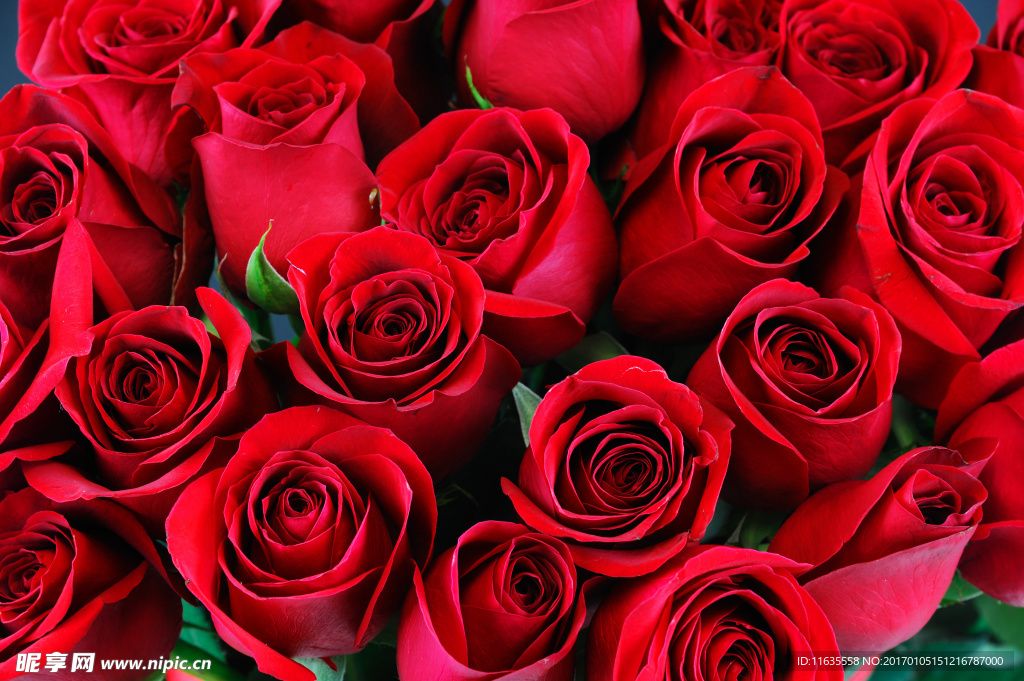 浪漫的玫瑰花高清图片