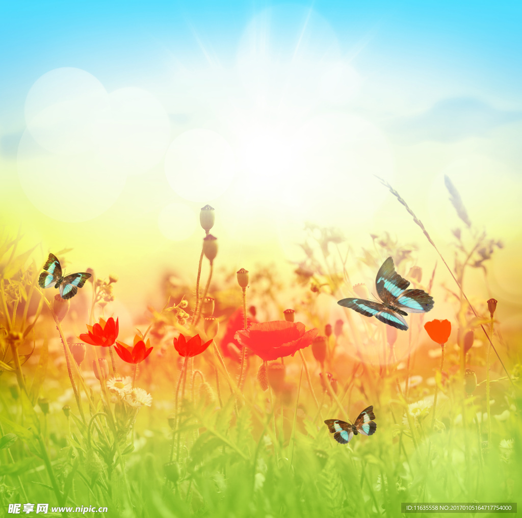 美丽的蝴蝶特写高清图片