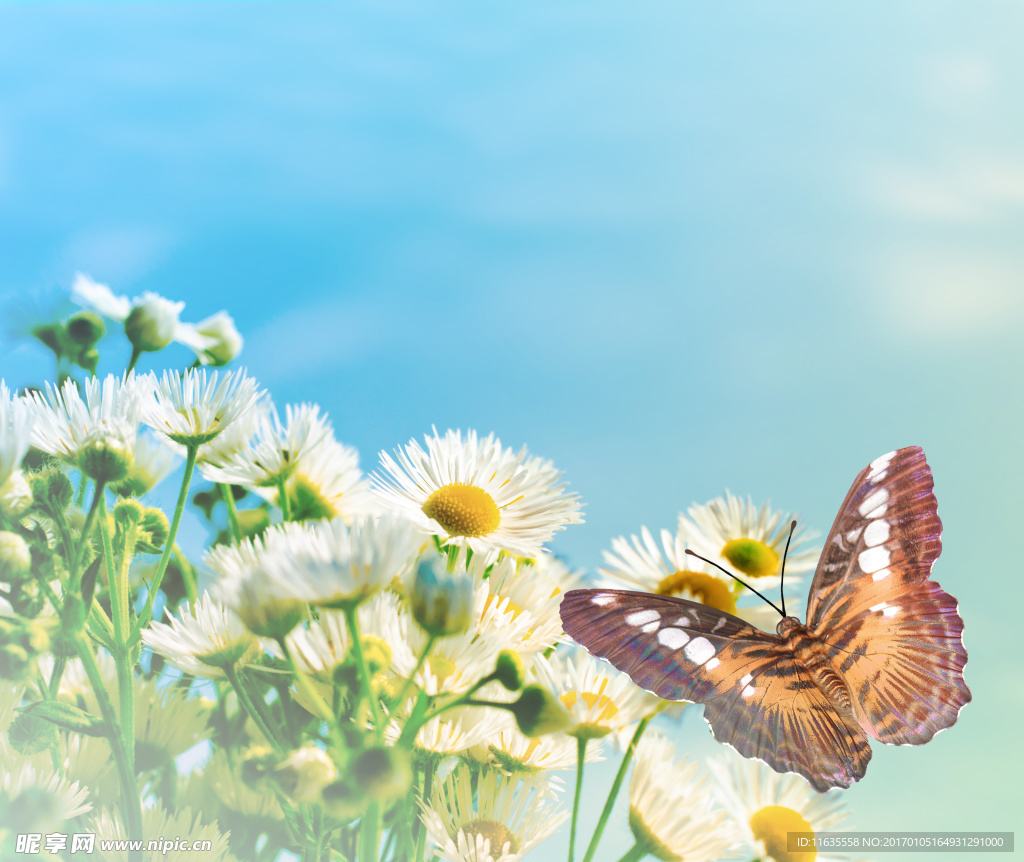 美丽的蝴蝶特写高清图片