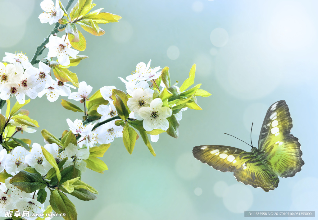 美丽的蝴蝶特写高清图片