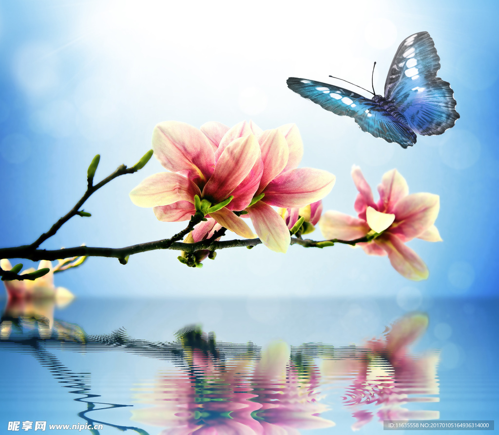 美丽的蝴蝶特写高清图片