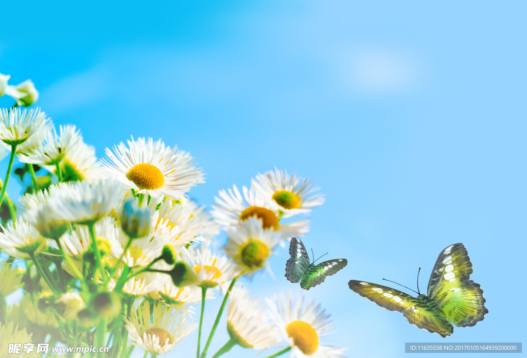 美丽的蝴蝶特写高清图片