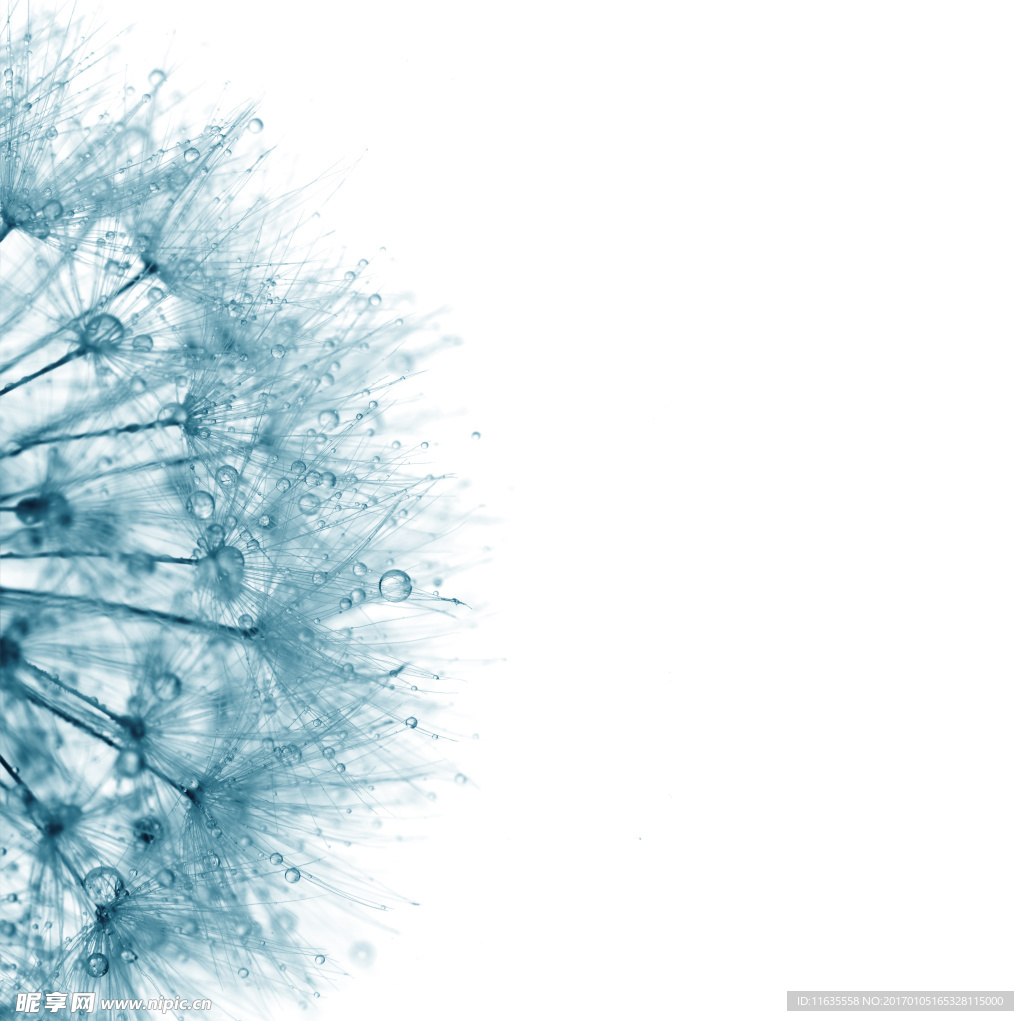 美丽的蒲公英植物特写高清图片