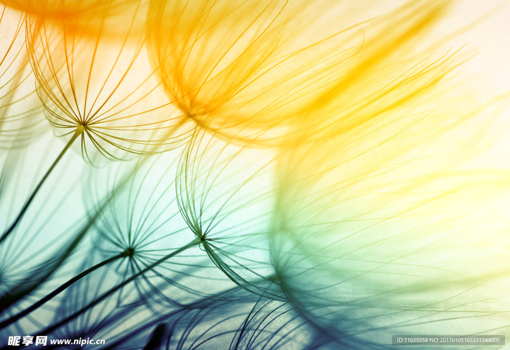 美丽的蒲公英植物特写高清图片