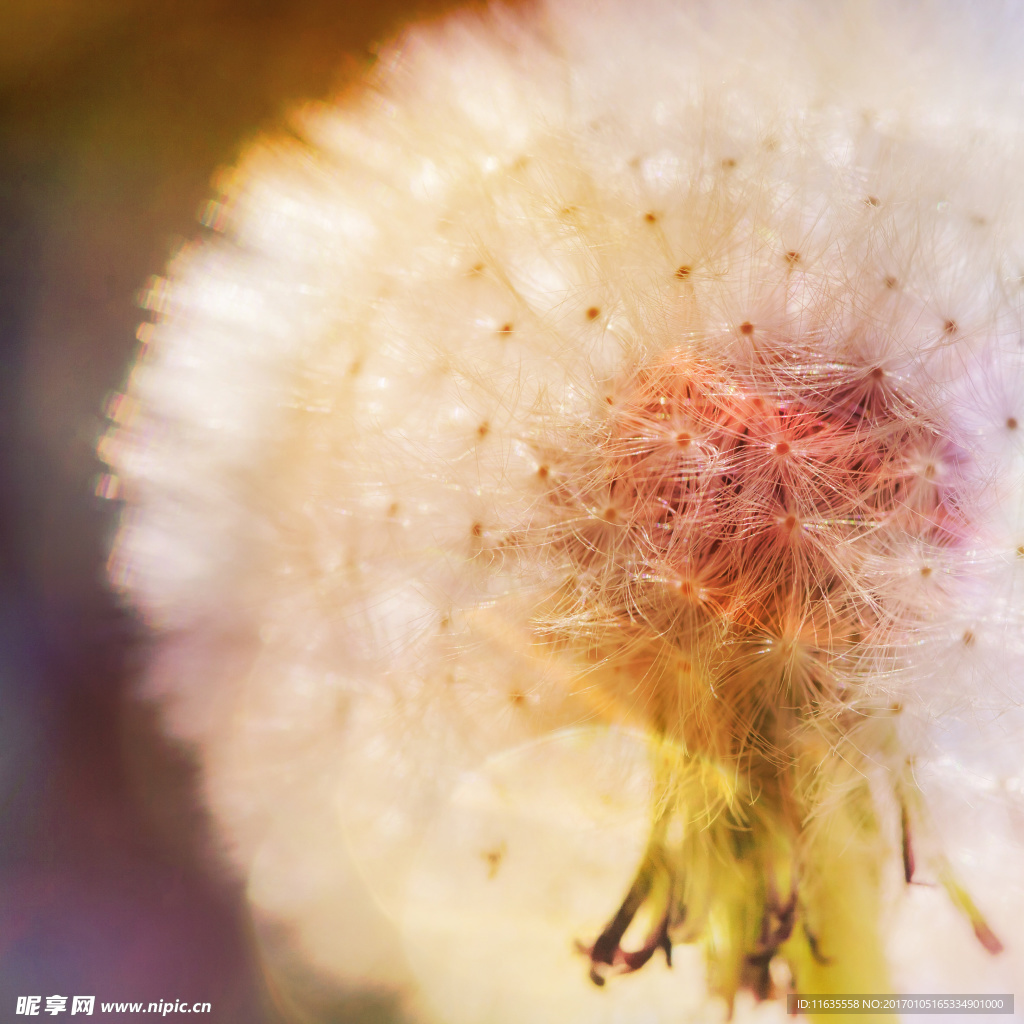 美丽的蒲公英植物特写高清图片