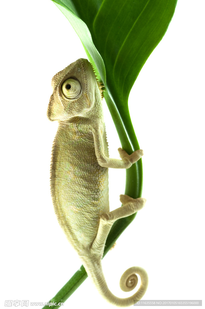 变色龙动物摄影高清图片