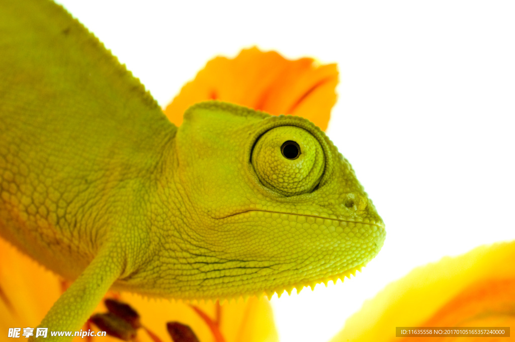 变色龙动物摄影高清图片