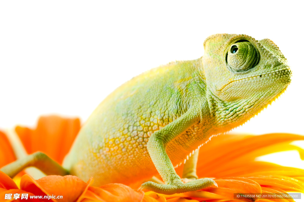 变色龙动物摄影高清图片