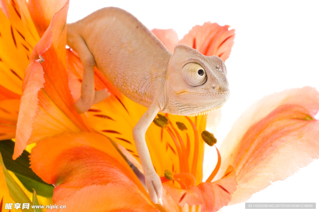 变色龙动物摄影高清图片