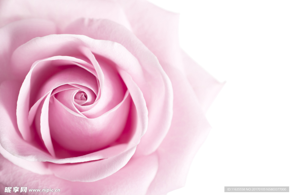 唯美鲜花高清摄影图片