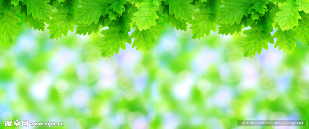 植物绿叶特写高清图片