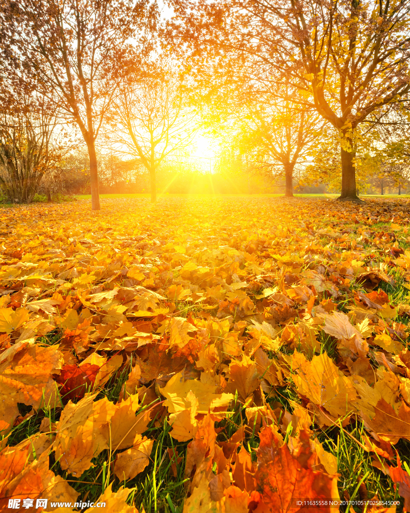 秋天的风景高清图片