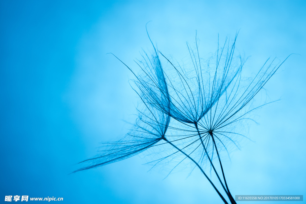 美丽的蒲公英植物特写高清图片