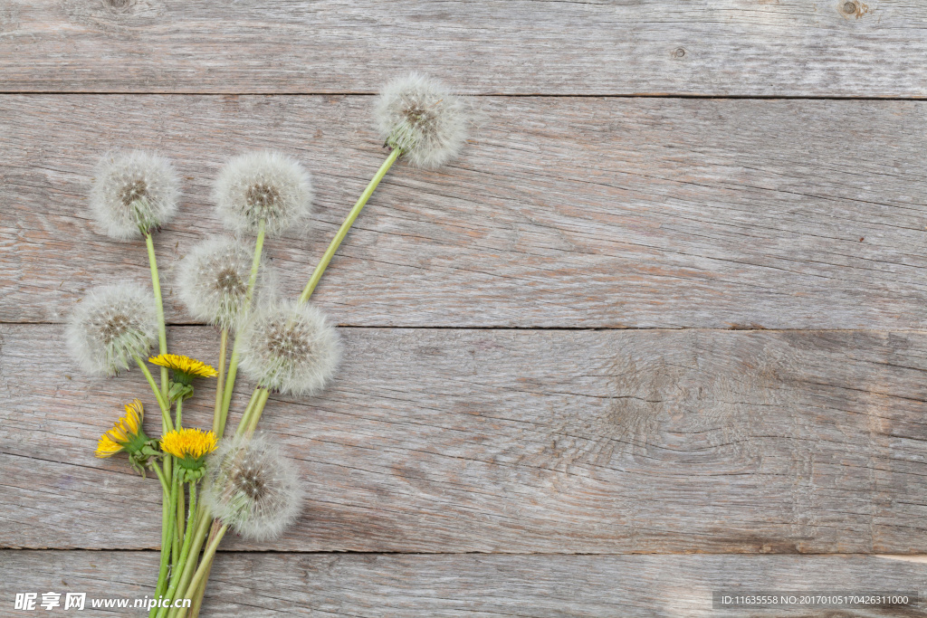 美丽的蒲公英植物特写高清图片