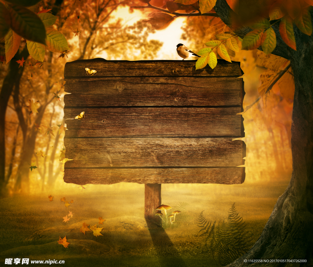 秋天景观高清摄影图片