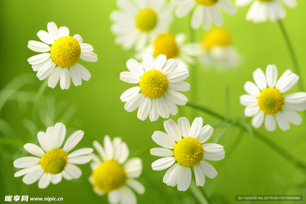 唯美鲜花高清摄影图片