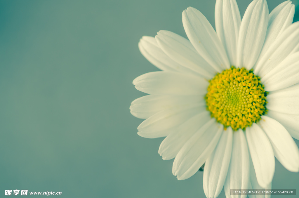 唯美鲜花高清摄影图片