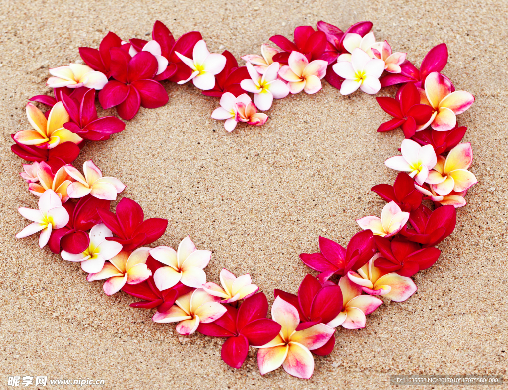 浪漫的玫瑰花高清图片