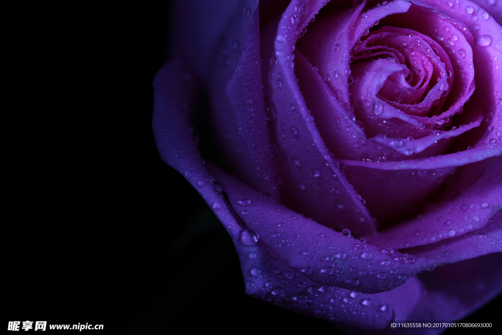 浪漫的玫瑰花高清图片