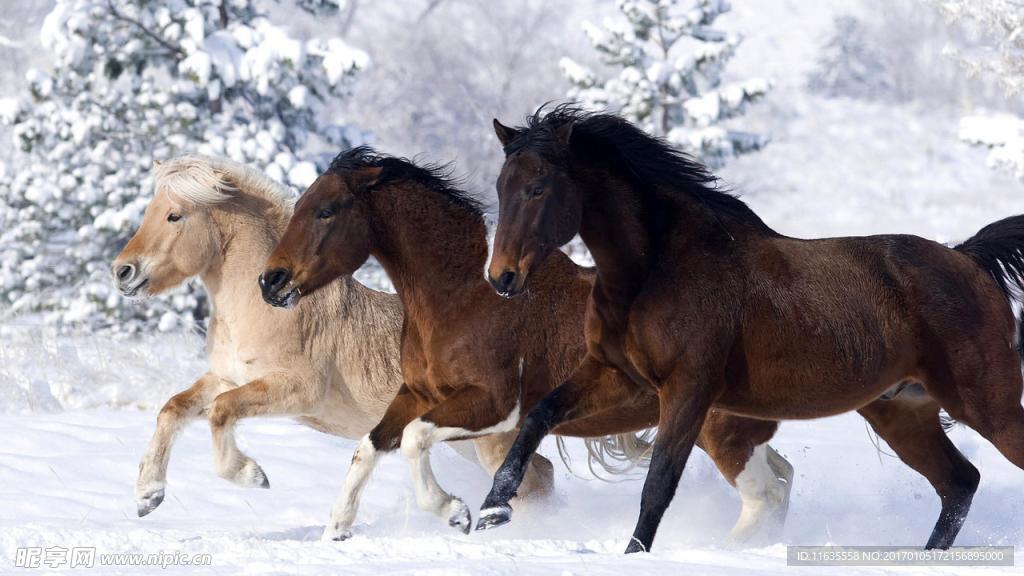 马群特写高清摄影图片