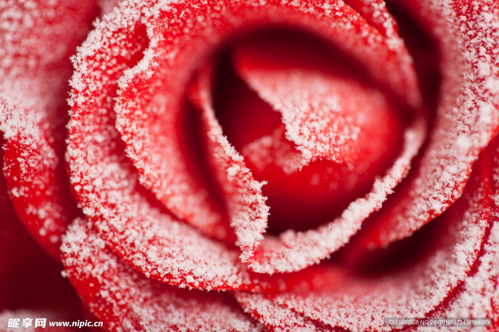 浪漫的玫瑰花高清图片