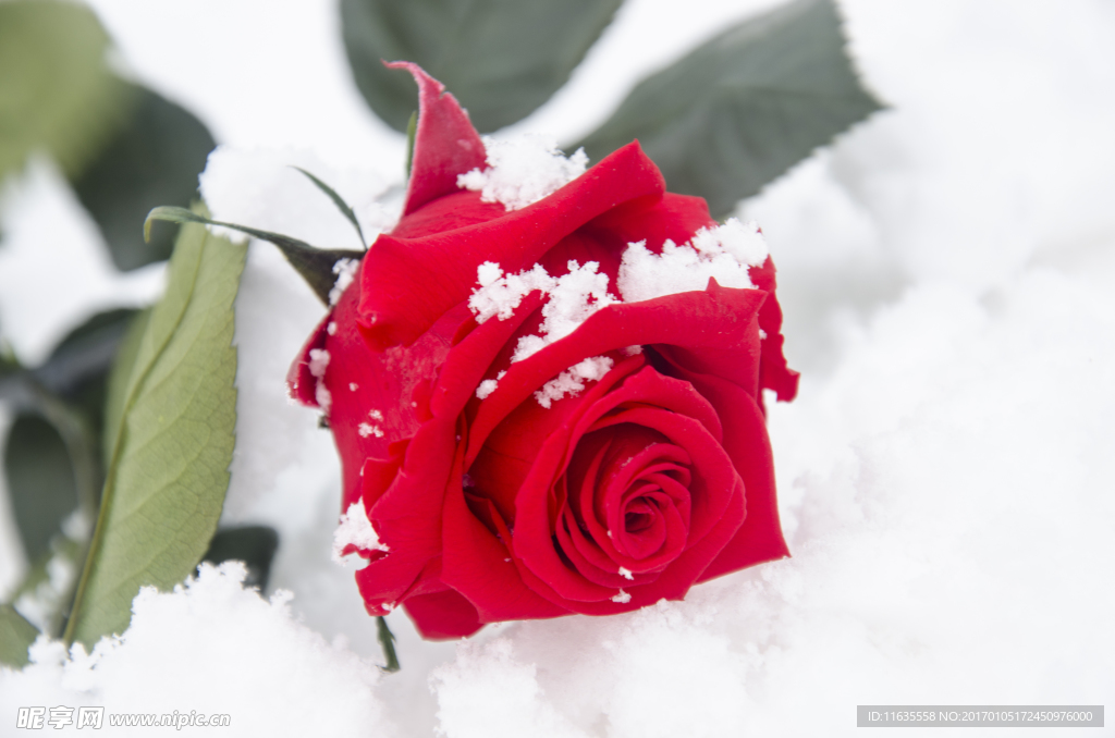 浪漫的玫瑰花高清图片