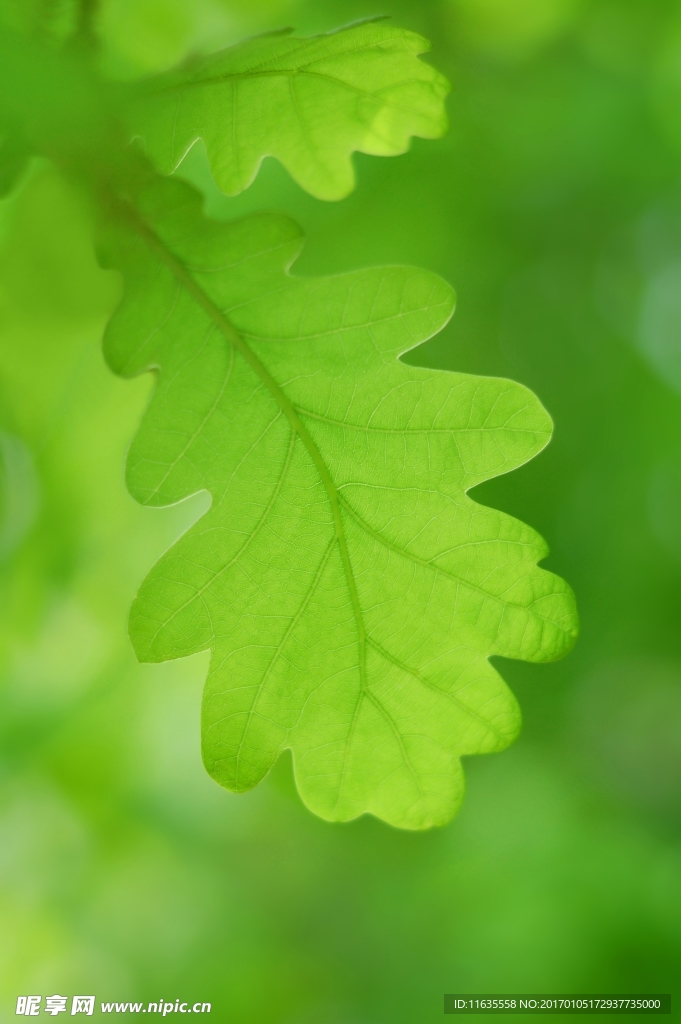 植物绿叶特写高清图片