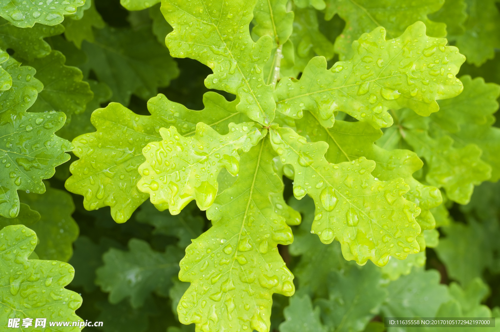 植物绿叶特写高清图片